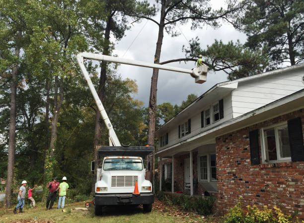 Tree and Shrub Care in Waelder, TX