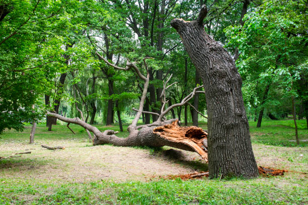 Best Commercial Tree Services  in Waelder, TX