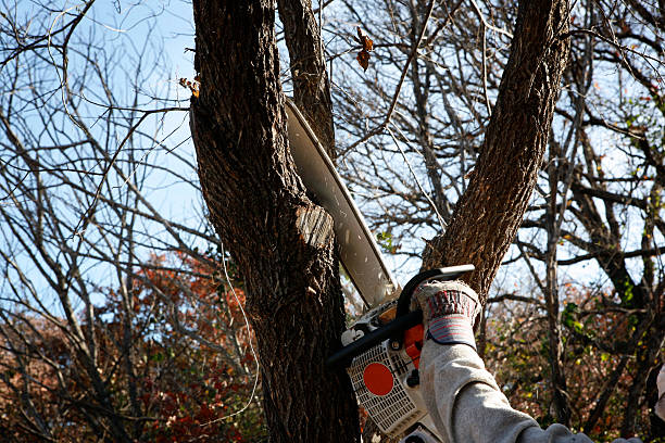 Best Arborist Consultation Services  in Waelder, TX