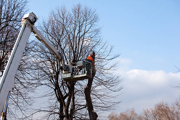 Waelder, TX Tree Care Company